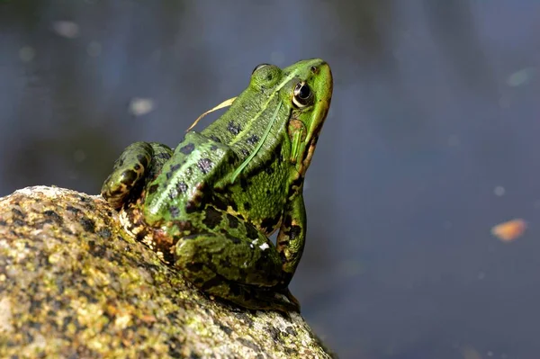 Groene Kikker Rana Esculenta Mecklenburg Vorpommern Duitsland Europa — Stockfoto