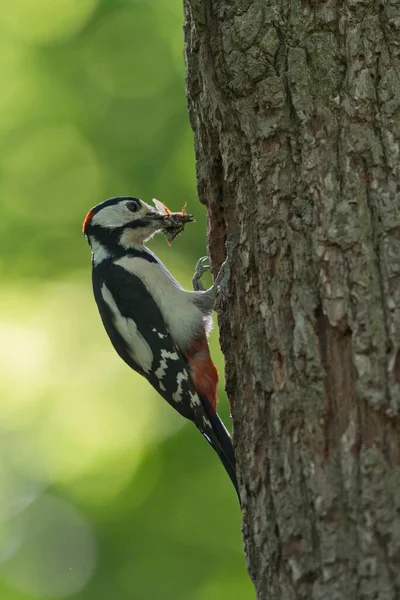 Great Spotted Woodpecker Dendrocopos Major Food Beak Nesting Hole Emsland — Stockfoto