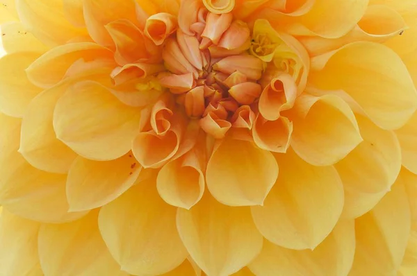 Dahlia Flower Close View Summer Concept — Stockfoto