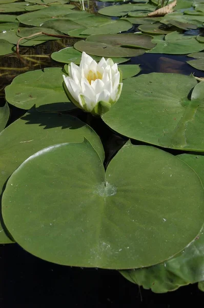 European White Water Lily Nymphaea Alba — Stock Photo, Image