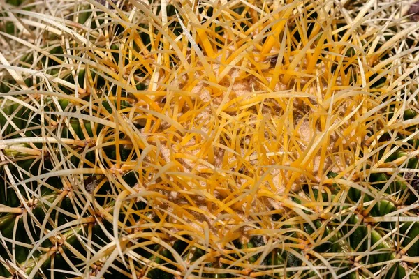 Arany Hordós Kaktusz Echinocactus Grusonii Gerinc Részlet Gran Canaria Kanári — Stock Fotó