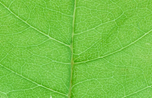 Norway Maple Leaf Details Germany Acer Platanoides — стокове фото