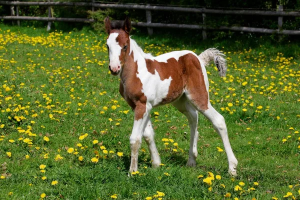 Irish Tinker Pony Foal — Zdjęcie stockowe