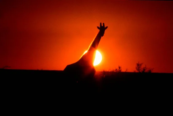 Giraffe (Giraffa camelopardalis) at sunset, Etosha national park, Namibia, Africa