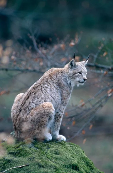 Bobcat Daydreaming Nationalparc Baviera Forest Baviera Alemanha Europa — Fotografia de Stock