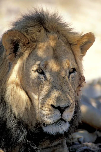 Lion Head Portrait South Africa — Foto Stock