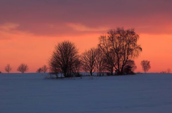 Bäume Gegenlicht Auf Einem Schneebedeckten Feld Bei Sonnenuntergang — Stockfoto