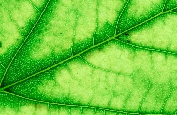 Sycamore Acer Pseudoplatanus Leaf Detail Germany Europe — Stock Photo, Image