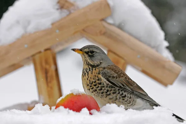 Fieldfare Turdus Pilaris Feeding Station Winter Schleswig Holstein Germany Europe — Foto de Stock