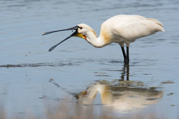 Common Spoonbill Prey Catching Water Texel North Holland Netherlands — Foto Stock