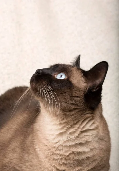 Siamese Kat Geïsoleerd Een Deken — Stockfoto