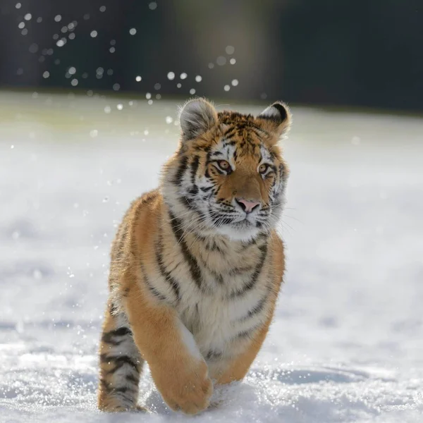 Siberian Tiger Panthera Tigris Altaica Juvenile Running Snow Captive Moravia — Stockfoto