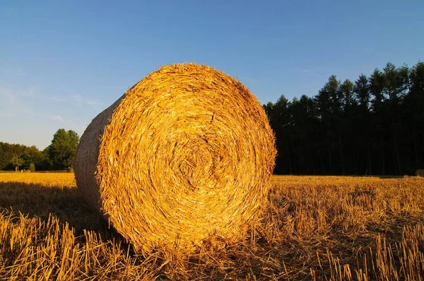 Straw Bales Bales Harvested Grain Field Lower Saxony Germany Europe — Foto de Stock
