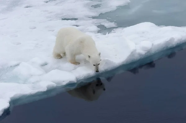 Eisbär Ursus Maritimus Weibchen Rande Des Packeises Spitzbergen Barentssee Arktis — Stockfoto