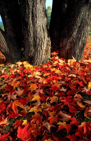 Карликовые Листья Осенью Маин Сша Северная Америка — стоковое фото
