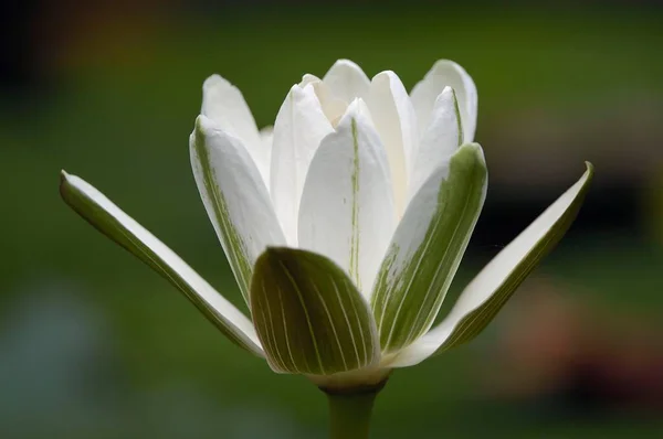 White Egyptian Lotus Flower Close View Summer Concept — Stok fotoğraf