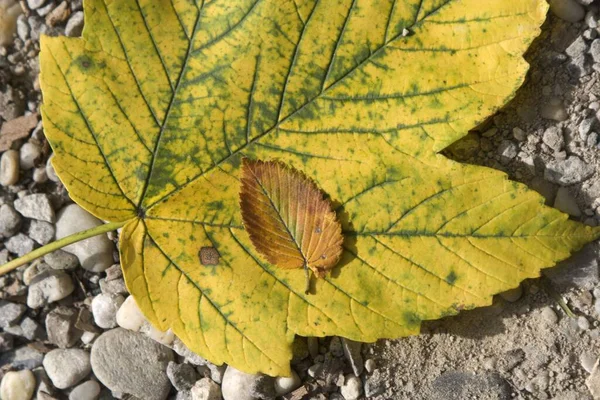 Maple Leaf Acer Laying Stones — Zdjęcie stockowe