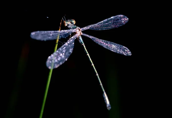 Small Dragonfly Cane Muensterland Germany Europe — Stockfoto