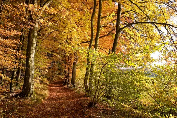 Path Autumn Forest Sense District Sensebezirk Freiburg Canton Switzerland Europe — Fotografia de Stock