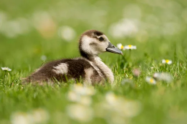 Egyptian Goose Chick Flower Meadow Germany Europe — 图库照片