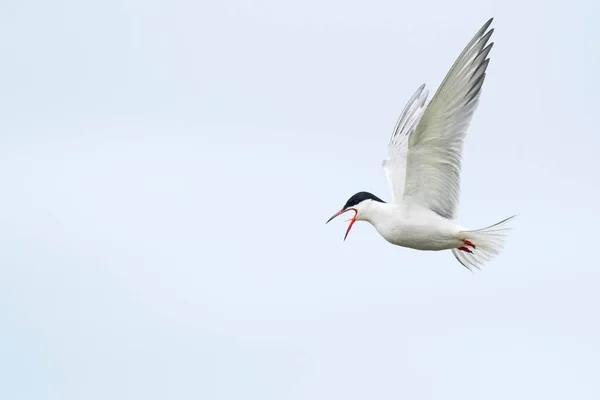 Common Tern Vuelo Texel Holanda Septentrional Países Bajos — Foto de Stock