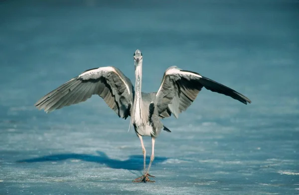 Grey Heron Ice North Rhine Westphalia Germany Ardea Cinerea — Zdjęcie stockowe