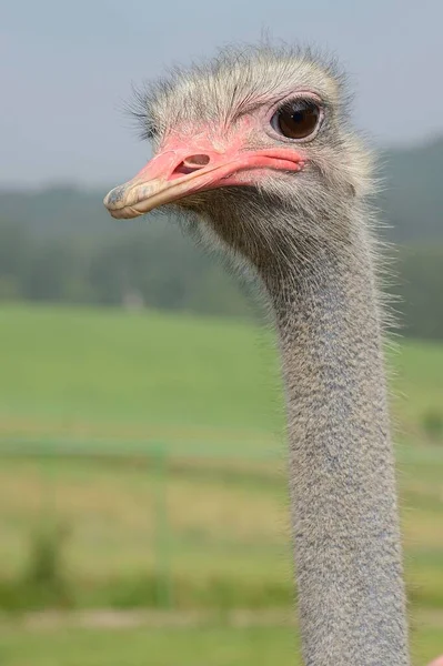 Ostrich Struthio Camelus Portrait Ostrich Farm Captive Wermelskirchen North Rhine — Foto de Stock