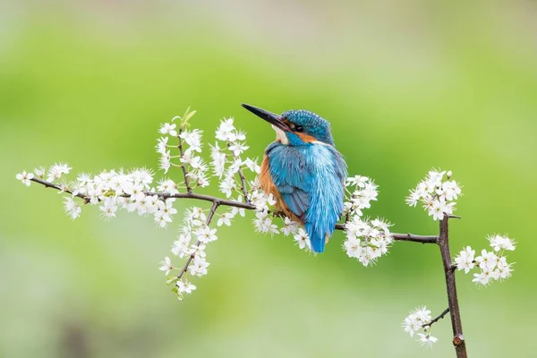 Kingfisher Blackthorn Branch Έσση Γερμανία Ευρώπη — Φωτογραφία Αρχείου