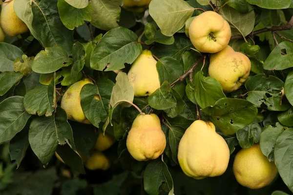 Quince Tree Fruit — Fotografia de Stock