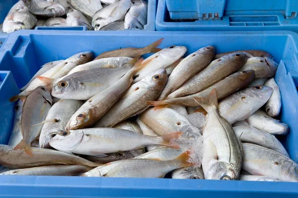 Fresh Seafish Box — Stock Fotó