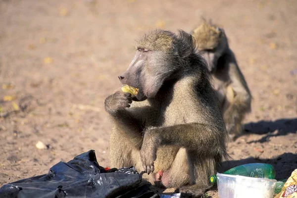 Baboons Checking Garbage Bag Eating Rubbish Botswana — Φωτογραφία Αρχείου