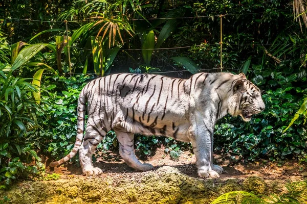 Tigre Branco Panthera Tigris Cativeiro Jardim Zoológico Singapura Singapura Ásia — Fotografia de Stock