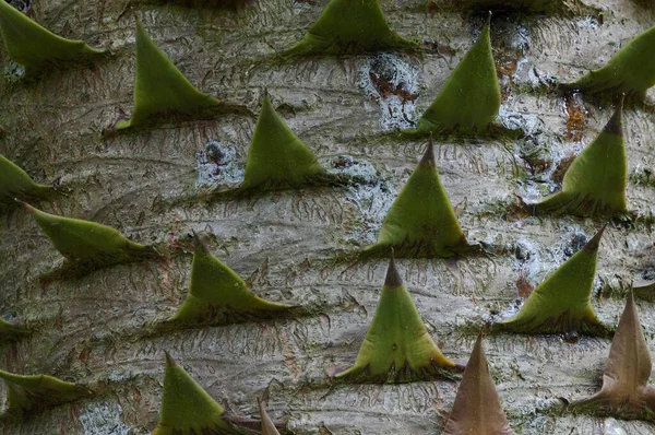 Araucaria Bark Detail Araucaria Araucana — Photo