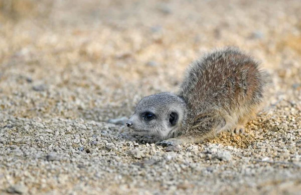 Meerkat Suricata Suricatta Juvenile Weeks Lying Wait Captive — Stockfoto