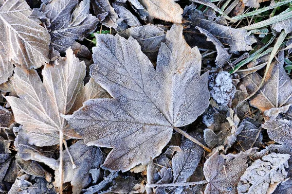 Autumn Leaves Hoarfrost Frost — Stockfoto