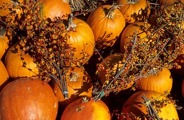 Rijpe Kalebassen Als Herfstdecoratie North Carolina Verenigde Staten Noord Amerika — Stockfoto