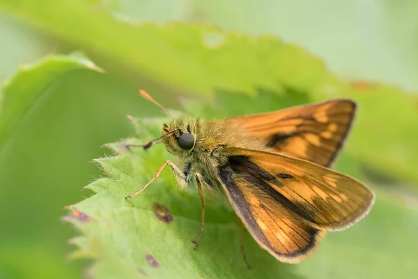 Large Skipper Ochlodes Venatus Leaf South Wales United Kingdom Europe — Stockfoto