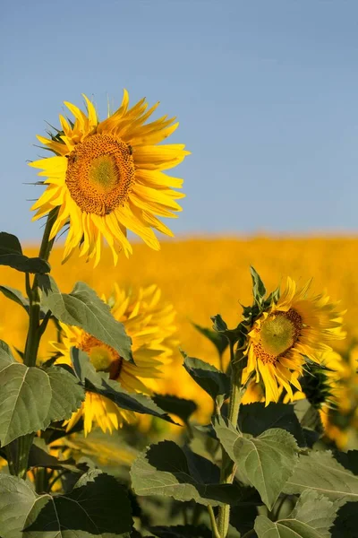 Sunflowers Close View Summer Concept — Fotografia de Stock