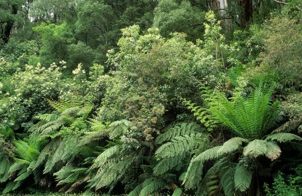 Temperate Rainforest Otway National Park Great Ocean Road Victoria Australia — Stockfoto