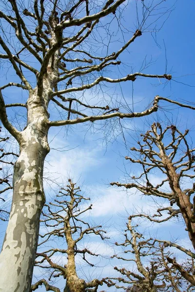 Plane Sycamore Trees Platanus Acerifolia — стокове фото