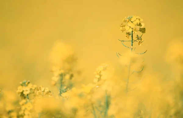 Изнасилование Северный Рейн Вестфалия Германия Brassica Napus — стоковое фото