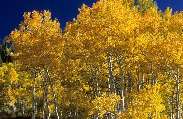Fall coloured aspen in the Rocky Mountains, Utah, USA, North America