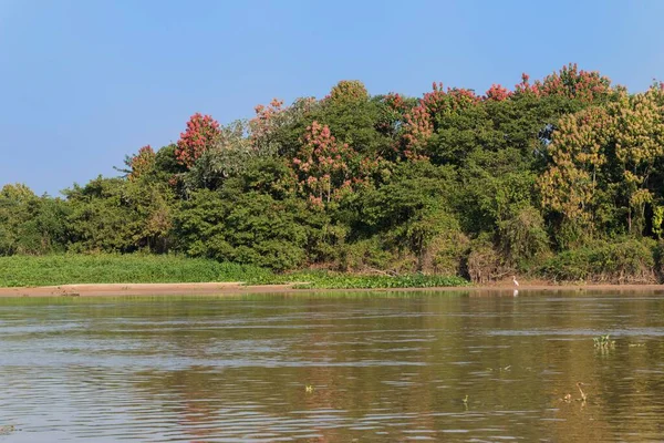 Cuiaba River Flowering Pink Ipe Trees Tabebuia Ipe Shore Pantanal — Photo