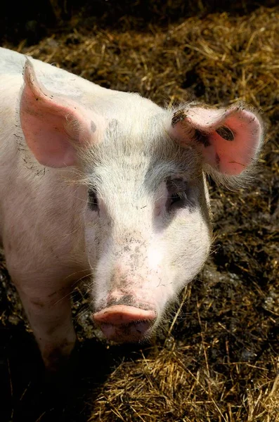 Domestic Pig Sus Scrofa Domestica Stabling Free Range Area Straw — Stock Photo, Image