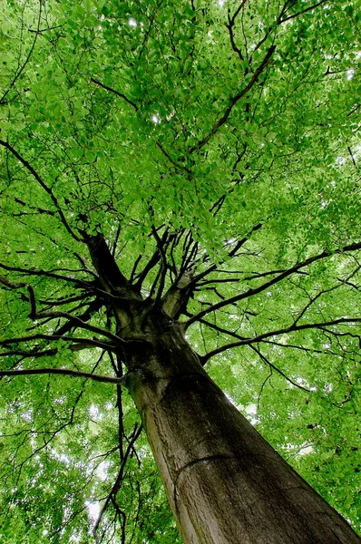 Common beech in spring, North Rhine-Westphalia, Germany, Europe