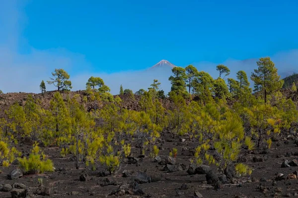 Pinheiro Canário Pinus Canariensis Paisagem Vulcânica Parte Trás Vulcão Teide — Fotografia de Stock