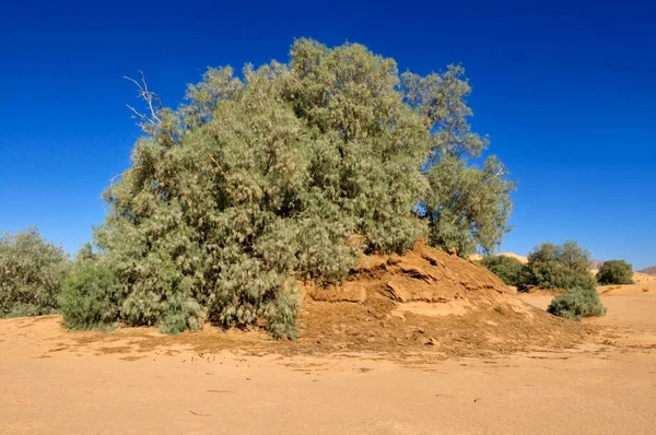 Tamasrisk Tree Growing Sandhill Wadi Erg Tihodaine Wilaya Tamanrasset Algeria — Stock Photo, Image