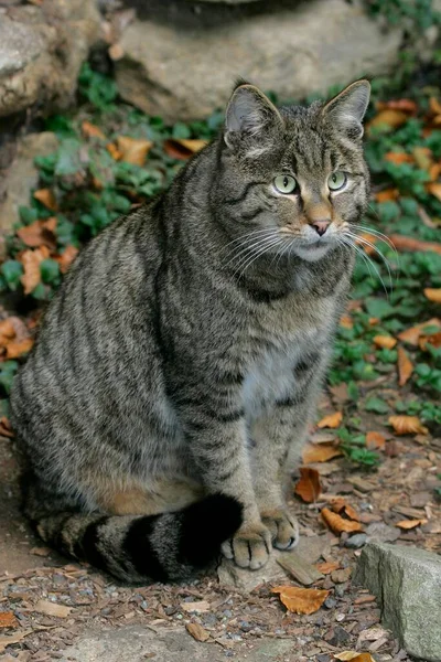 Gato Selvagem Europeu Felis Silvestris — Fotografia de Stock