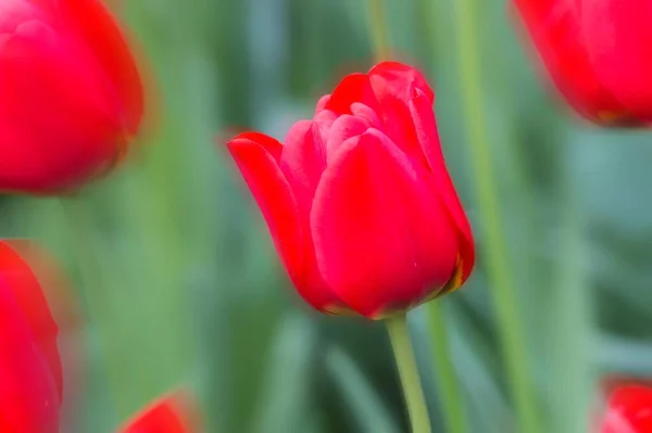 Primer Plano Del Tulipán Rojo Flor Keukenhof Gardens Exhibit Lisse — Foto de Stock