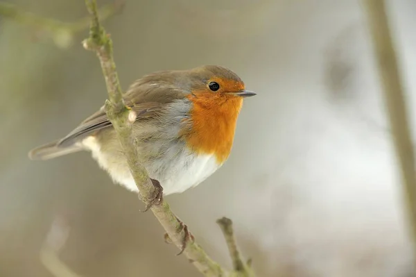 Robin Erithacus Rubecula Close View — Fotografia de Stock